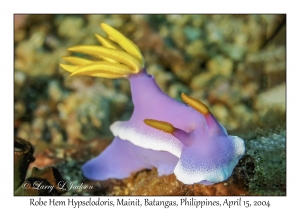 1171#0028 Hypselodoris apolegma - Robe Hem Hypselodoris, Mainit, Batangas, Philippines, April 15, 2004