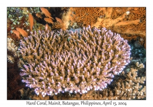 1171#0043 Acropora willisae - Hard Coral, Mainit, Batangas, Philippines, April 15, 2004
