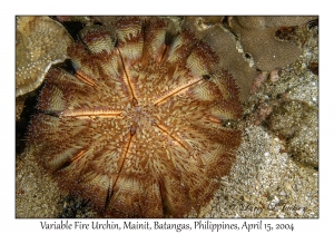 1171#0067 Asthenosoma varium - Variable Fire Urchin, Mainit, Batangas, Philippines, April 15, 2004