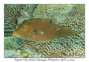 1171#0070 Canthigaster papua - Papuan Toby, Mainit, Batangas, Philippines, April 15, 2004