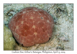 1172#0083 Culcita novaeguineae - Cushion Star, Arthur's, Batangas, Philippines, April 15, 2004