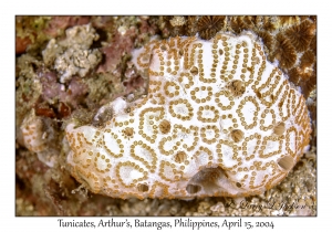 1172#0085 Botryllus sp - Tunicates, Arthur's, Batangas, Philippines, April 15, 2004