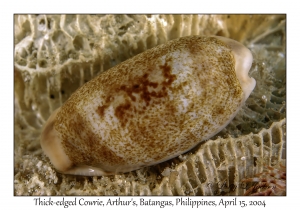 1172#0090 Erronea caurica - Thick-edged Cowrie, Arthur's, Batangas, Philippines, April 15, 2004