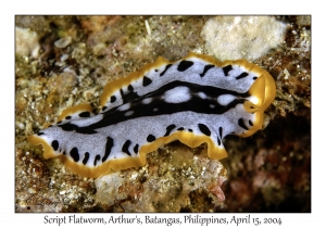 1172#0096 Pseudoceros scriptus - Script Flatworm, Arthur's, Batangas, Philippines, April 15, 2004