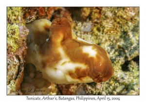 1172#0106 Chemidocarpa redata - Tunicate, Arthur's, Batangas, Philippines, April 15, 2004