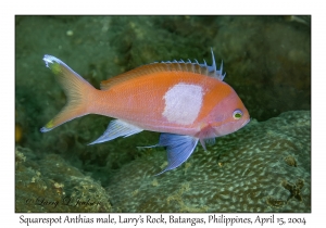 1173#0185 Pseudanthias pleurotaenia - Squarespot Anthias male, Larry's Rock, Batangas, Philippines, April 15, 2004