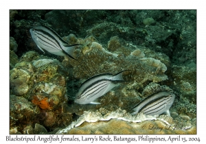 1173#0202 Genicanthus lamark - Blackstriped Angelfish females, Larry's Rock, Batangas, Philippines, April 15, 2004