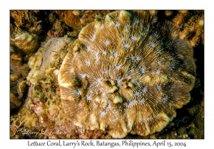 1173#0213 Leptoseris explanata - Lettuce Coral, Larry's Rock, Batangas, Philippines, April 15, 2004