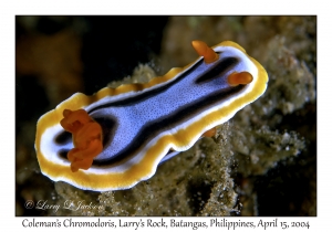 1173#0217 Chromodoris colemani - Coleman's Chromodoris, Larry's Rock, Batangas, Philippines, April 15, 2004