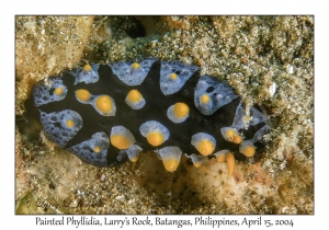 1173#0218 Phyllidia picta - Painted Phyllidia, Larry's Rock, Batangas, Philippines, April 15, 2004