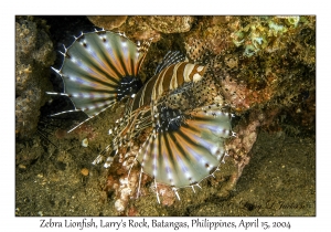 1173#0229 Dendrochirus zebra - Zebra Lionfish, Larry's Rock, Batangas, Philippines, April 15, 2004