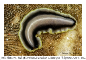 1174#0032 Pseudoceros jebborum - Jebb's Flatworm, Back of Sombrero, Maricaban Is, Batangas, Philippines, April 16, 2004