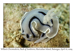 1174#0040 Chromodoris willani - Willan's Chromodoris, Back of Sombrero, Maricaban Is, Batangas, Philippines, April 16, 2004