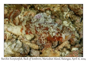 1174#0051 Sebastapistes strongia - Barchin Scorpionfish, Back of Sombrero, Maricaban Is, Batangas, Philippines, April 16, 2004