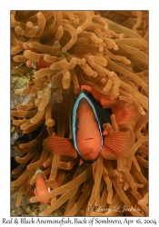 1174#0069 Amphiprion melanopus - Red & Black Anemonefish, Back of Sombrero, Maricaban Is, Batangas, Philippines, April 16, 2004