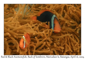 1174#0071 Amphiprion melanopus - Red & Black Anemonefish, Back of Sombrero, Maricaban Is, Batangas, Philippines, April 16, 2004