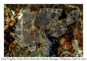 1175#0080 Antennarius commerson - Giant Frogfish, Kirby's Rock, Maricaban Is, Batangas, Philippines, April 16, 2004