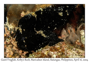 1175#0096 Antennarius commerson - Giant Frogfish, Kirby's Rock, Maricaban Is, Batangas, Philippines, April 16, 2004