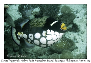 1175#0109 Balistoides conspicillum - Clown Triggerfish, Kirby's Rock, Maricaban Is, Batangas, Philippines, April 16, 2004