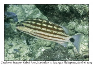 1175#0116 Lutjanus decussatus - Checkered Snapper, Kirby's Rock, Maricaban Is, Batangas, Philippines, April 16, 2004