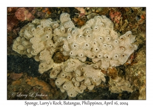 1176#0132 Haliclona cinerea - Sponge, Larry's Rock, Batangas, Philippines, April 16, 2004