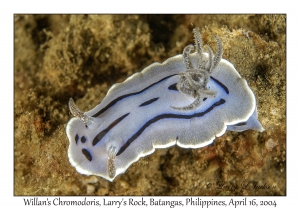 1176#0143 Chromodoris willani - Willan's Chromodoris, Larry's Rock, Batangas, Philippines, April 16, 2004