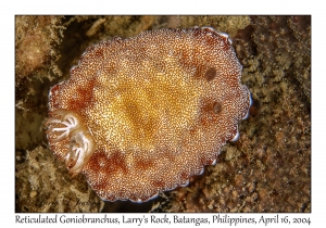 1176#0148 Goniobranchus reticulatus - Reticulated Goniobranchus, Larry's Rock, Batangas, Philippines, April 16, 2004