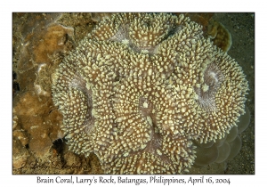 1176#0151 Lobophyllia flabelliformis - Brain Coral, Larry's Rock, Batangas, Philippines, April 16, 2004
