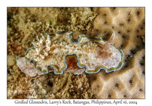 1176#0160 Glossodoris cincta - Girdled Glossodoris, Larry's Rock, Batangas, Philippines, April 16, 2004