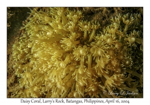 1176#0162 Goniopora djiboutiensis - Daisy Coral, Larry's Rock, Batangas, Philippines, April 16, 2004