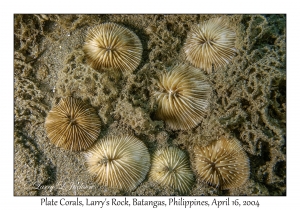1176#0193 Cycloseris costulata - Plate Coral, Larry's Rock, Batangas, Philippines, April 16, 2004
