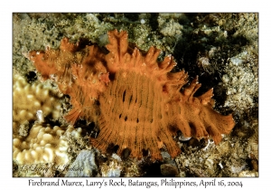 1176#0203 Chicoreus torrefactus - Firebrand Murex, Larry's Rock, Batangas, Philippines, April 16, 2004