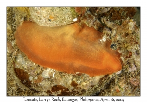 1176#0215 Ascicia sp - Tunicate, Larry's Rock, Batangas, Philippines, April 16, 2004