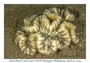 1176#0216 Trachyphyllia geoffroyi - Open Brain Coral, Larry's Rock, Batangas, Philippines, April 16, 2004