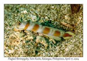 1177#0007 Amblyeleotris yanoi - Flagtail Shrimpgoby, Twin Rocks, Batangas, Philippines, April 17, 2004