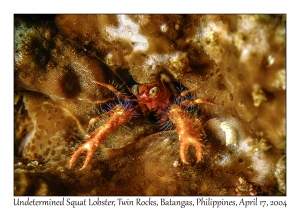 1177#0013 unknown Galathea sp 2 - Undetermined Squat Lobster, Twin Rocks, Batangas, Philippines, April 17, 2004