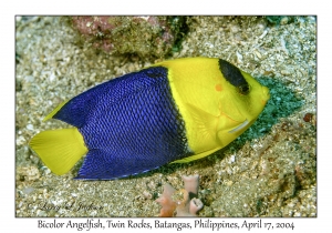 1177#0017 Centropyge bicolor - Bicolor Angelfish, Twin Rocks, Batangas, Philippines, April 17, 2004