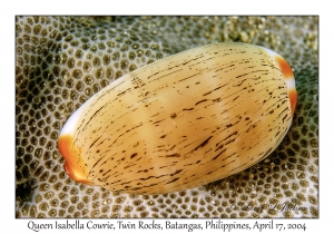 Queen Isabella Cowrie