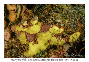 1177#0056 Antennarius maculatus - Warty Frogfish, Twin Rocks, Batangas, Philippines, April 17, 2004