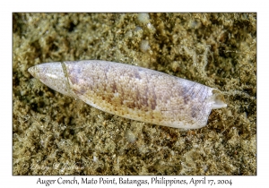 Auger Conch