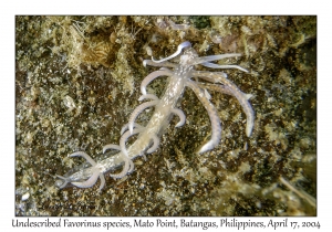 Undescribed Favorinus