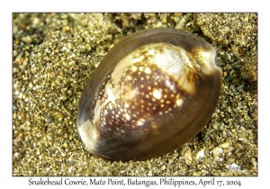 Unknown Cowrie