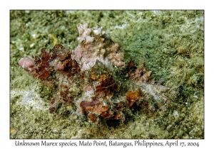 Unknown Murex species