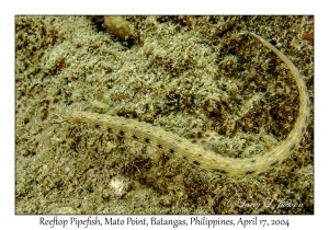 Reeftop Pipefish