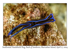 Swallowtail Headshield Slug