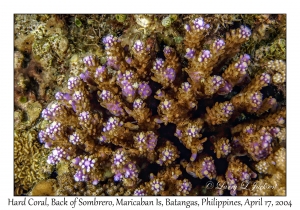 Hard Coral