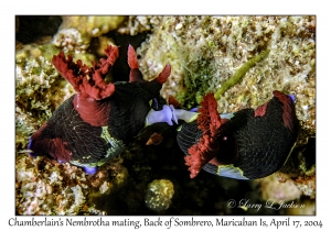 Chamberlain's Nembrotha mating