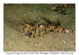 1180#0035 Dactylopus dactylopus - Fingered Dragonet male, Dead Palm, Batangas, Philippines, April 18, 2004