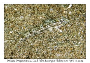 1180#0041 Callionymus delicatulus - Delicate Dragonet male, Dead Palm, Batangas, Philippines, April 18, 2004