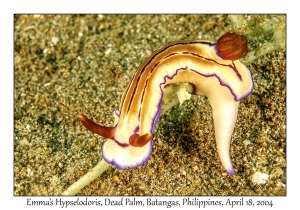 1180#0062 Hypselodoris emmae - Emma's Hypselodoris, Dead Palm, Batangas, Philippines, April 18, 2004